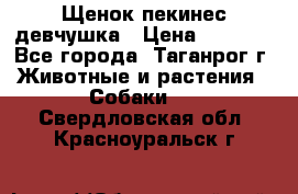 Щенок пекинес девчушка › Цена ­ 2 500 - Все города, Таганрог г. Животные и растения » Собаки   . Свердловская обл.,Красноуральск г.